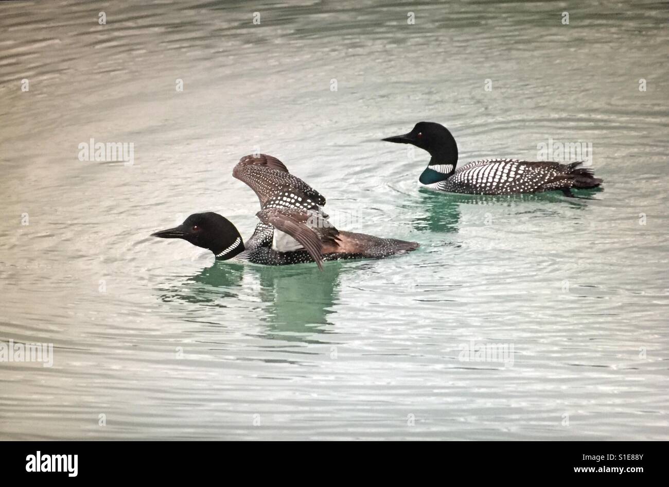 Gemeinsamen loon - Smartphone-aufgenommenes Stockfoto