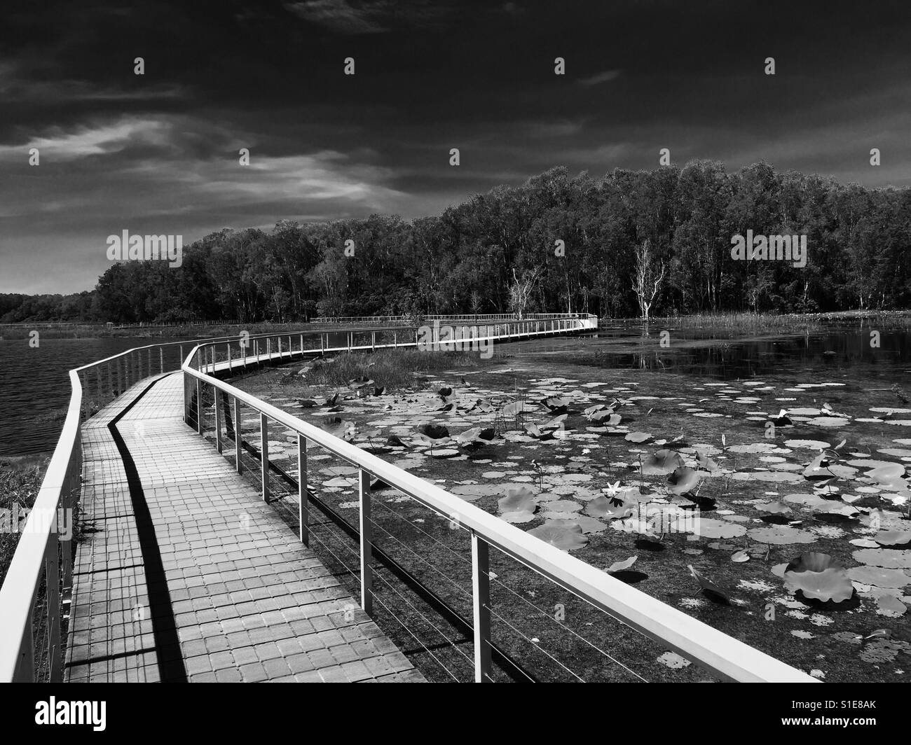 Promenade am Feuchtgebiete. Fogg Dam Northern Territory Stockfoto