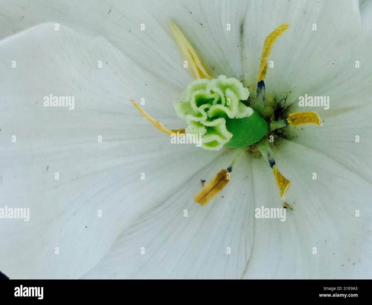 Staubblätter Hybrid weißen Mohn mit zart hellgrün weiße Blütenblätter und gelb grün-weißen Haupt Staubgefäße, die wie ein Gehirn geprägt ist. Stockfoto