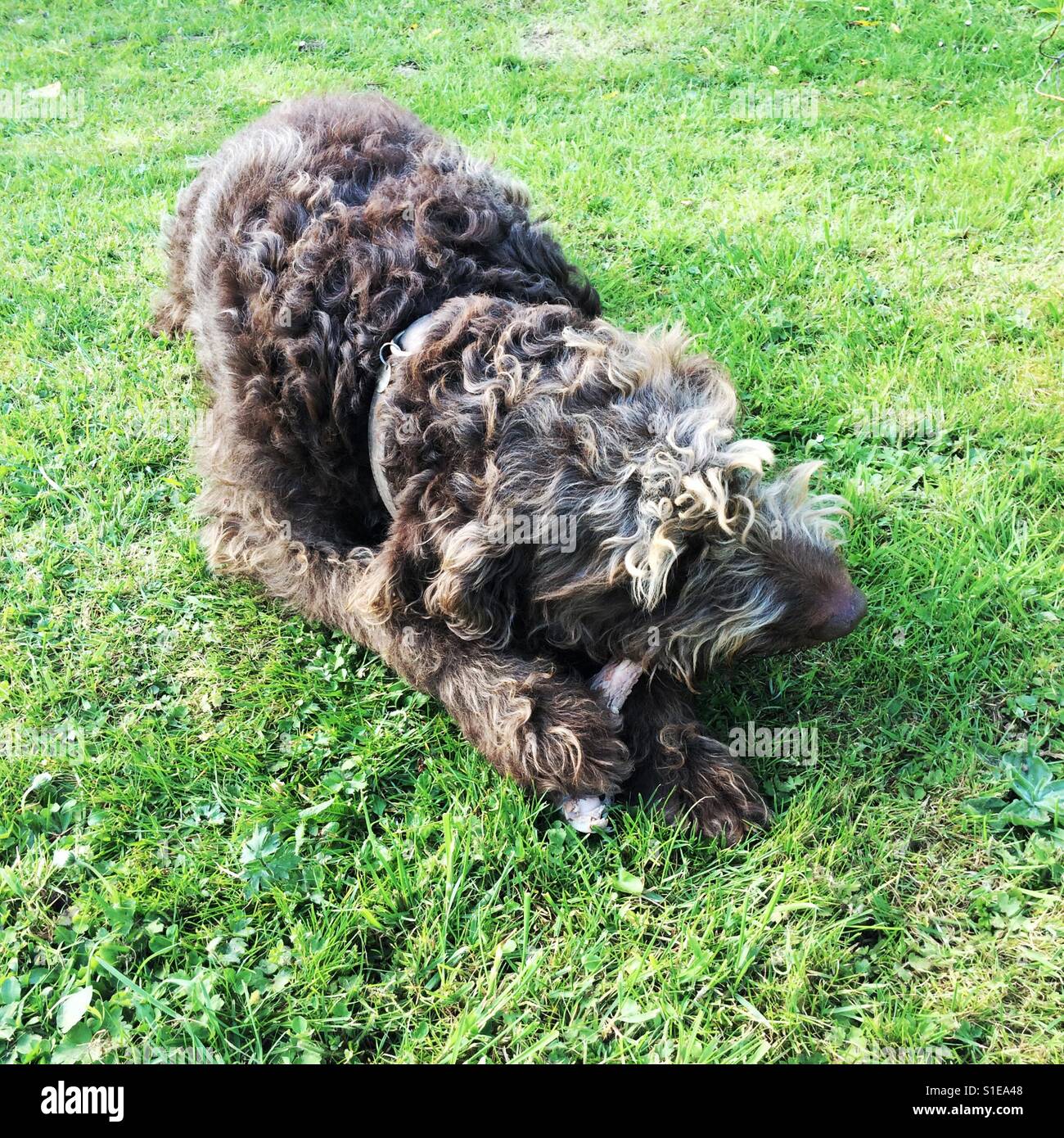 Braun Labradoodle Hund einen Knochen im Gras kauen. Stockfoto