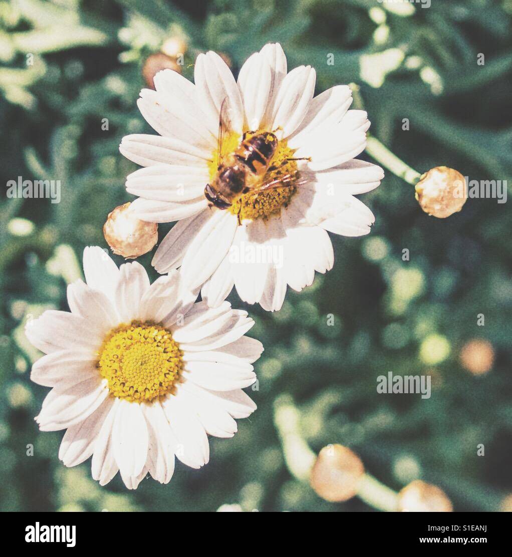 Biene bei der Arbeit - Smartphone-aufgenommenes Stockfoto