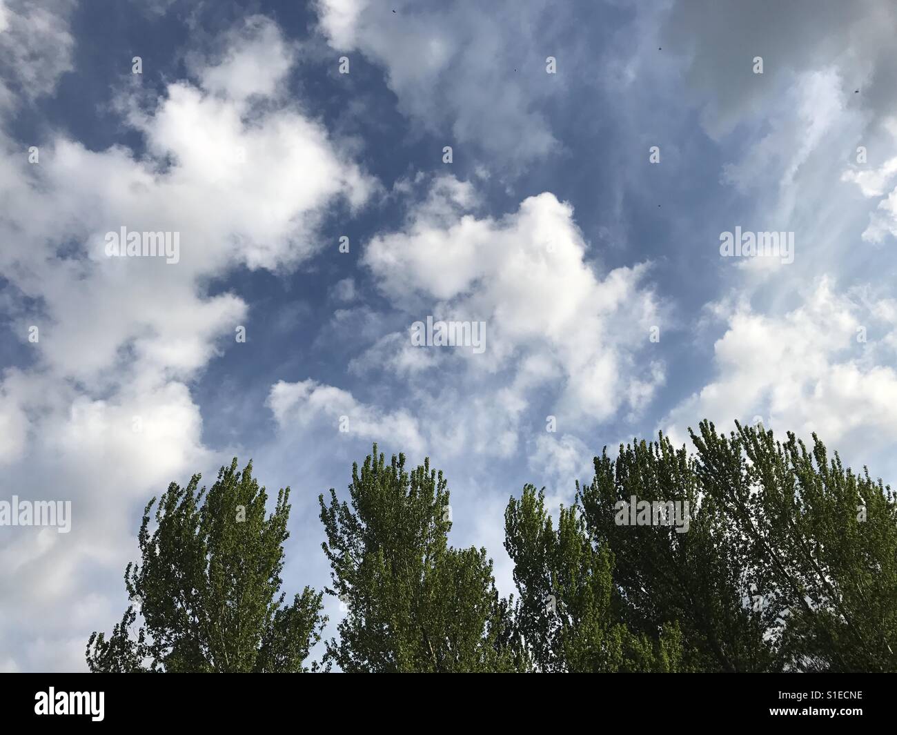 Bewölkter Himmel hinter Bäumen - Smartphone-aufgenommenes Stockfoto