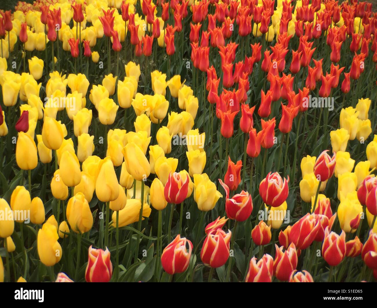 Blühende Tulpen, Skagit Valley, Washington Stockfoto