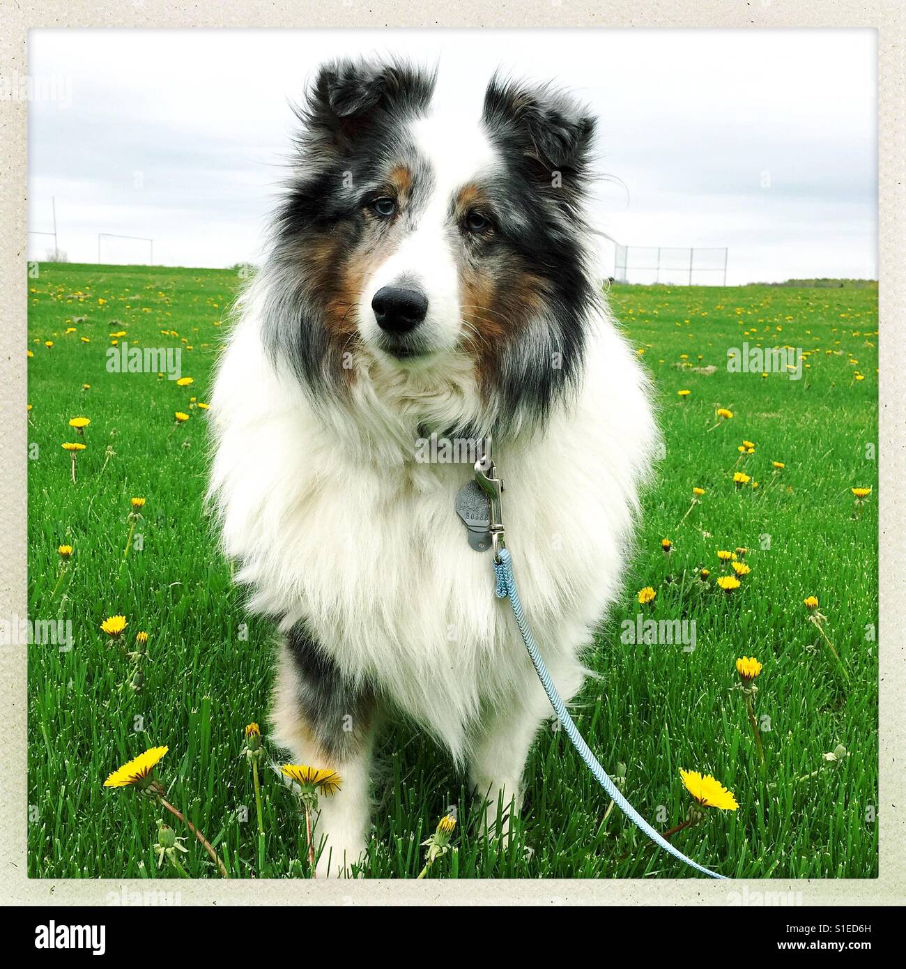 Blue Merle Sheltie in einem Feld von Löwenzahn Stockfoto