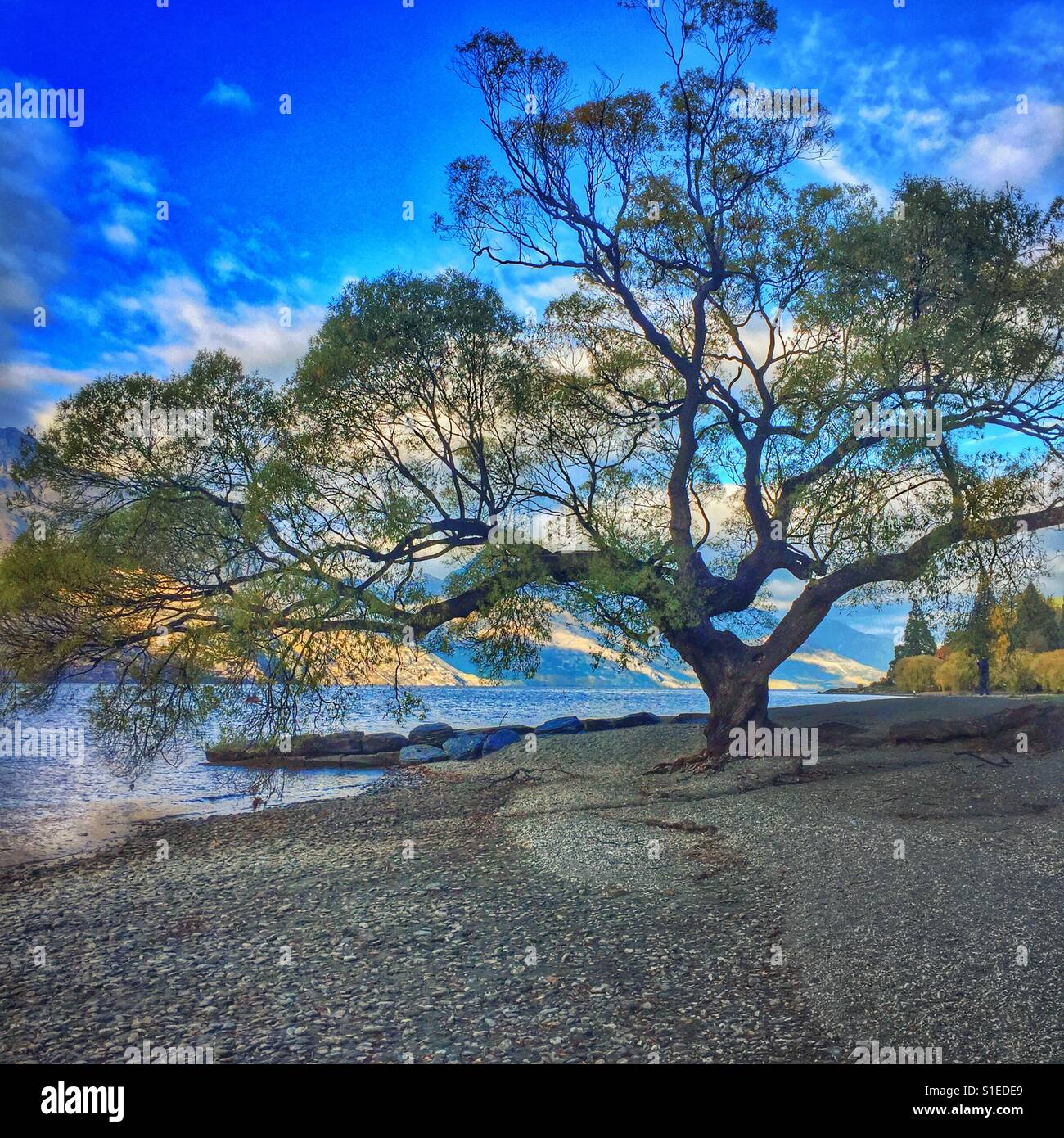 Der Baum am See. Stockfoto