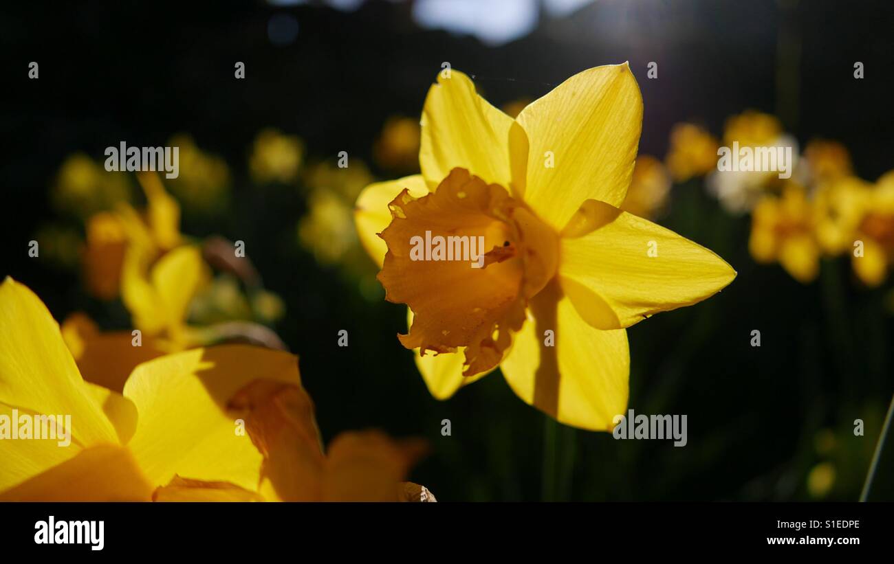 Narzisse im Sonnenlicht Stockfoto