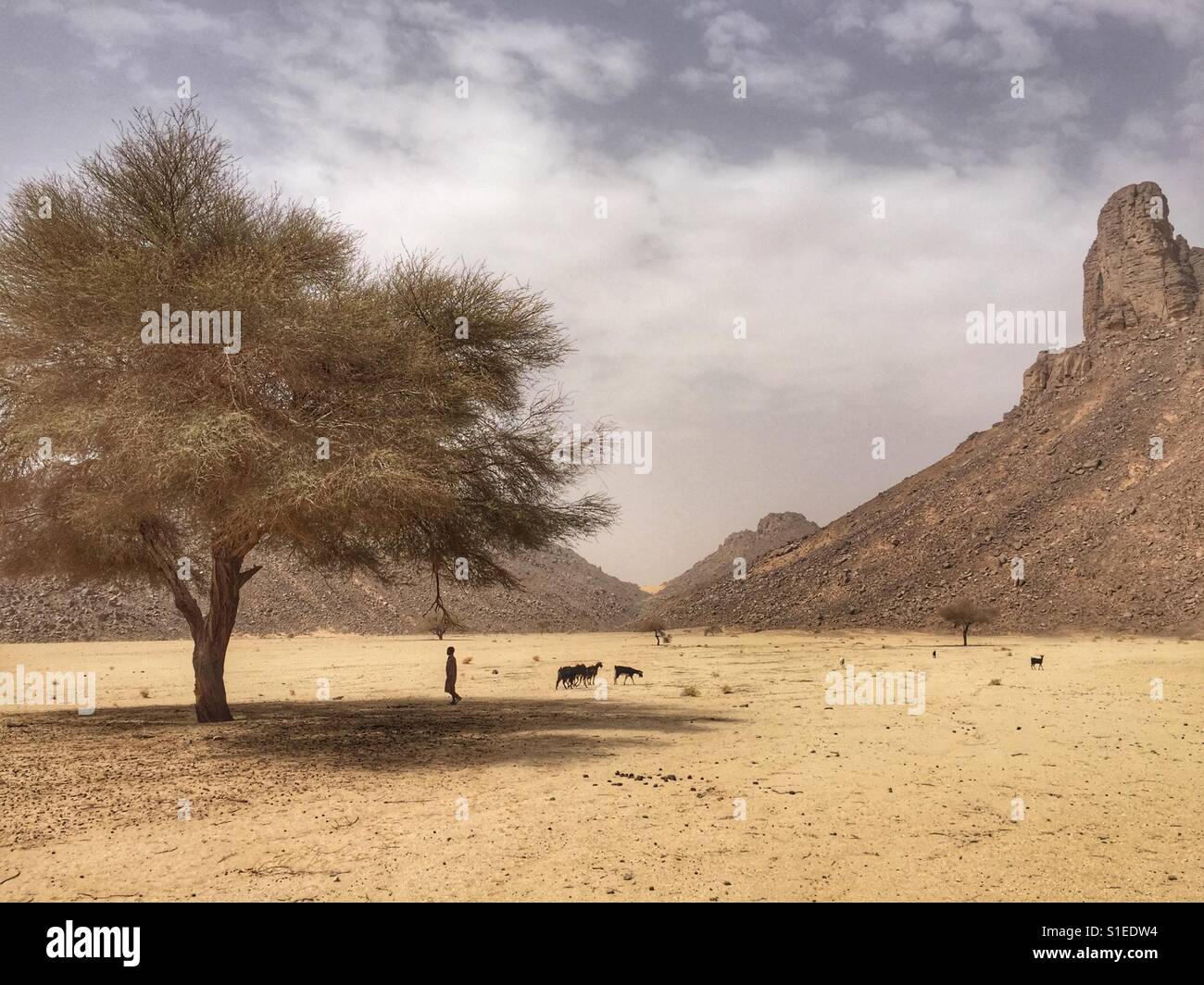 Afrikanischen jungen hüten Ziegen in der Wüste Sahara - Smartphone-aufgenommenes Stockfoto