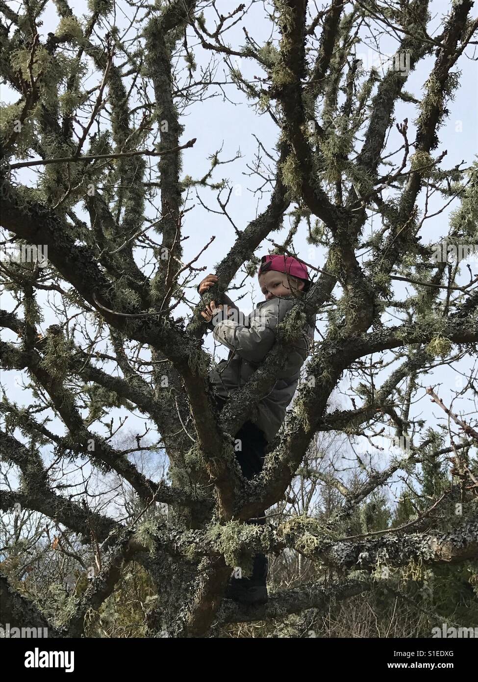 Jugendlicher in einem Baum klettern Stockfoto