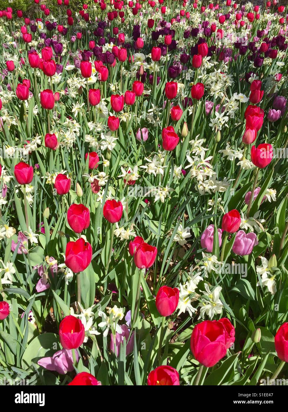 Heiß-rosa Tulpen Stockfoto