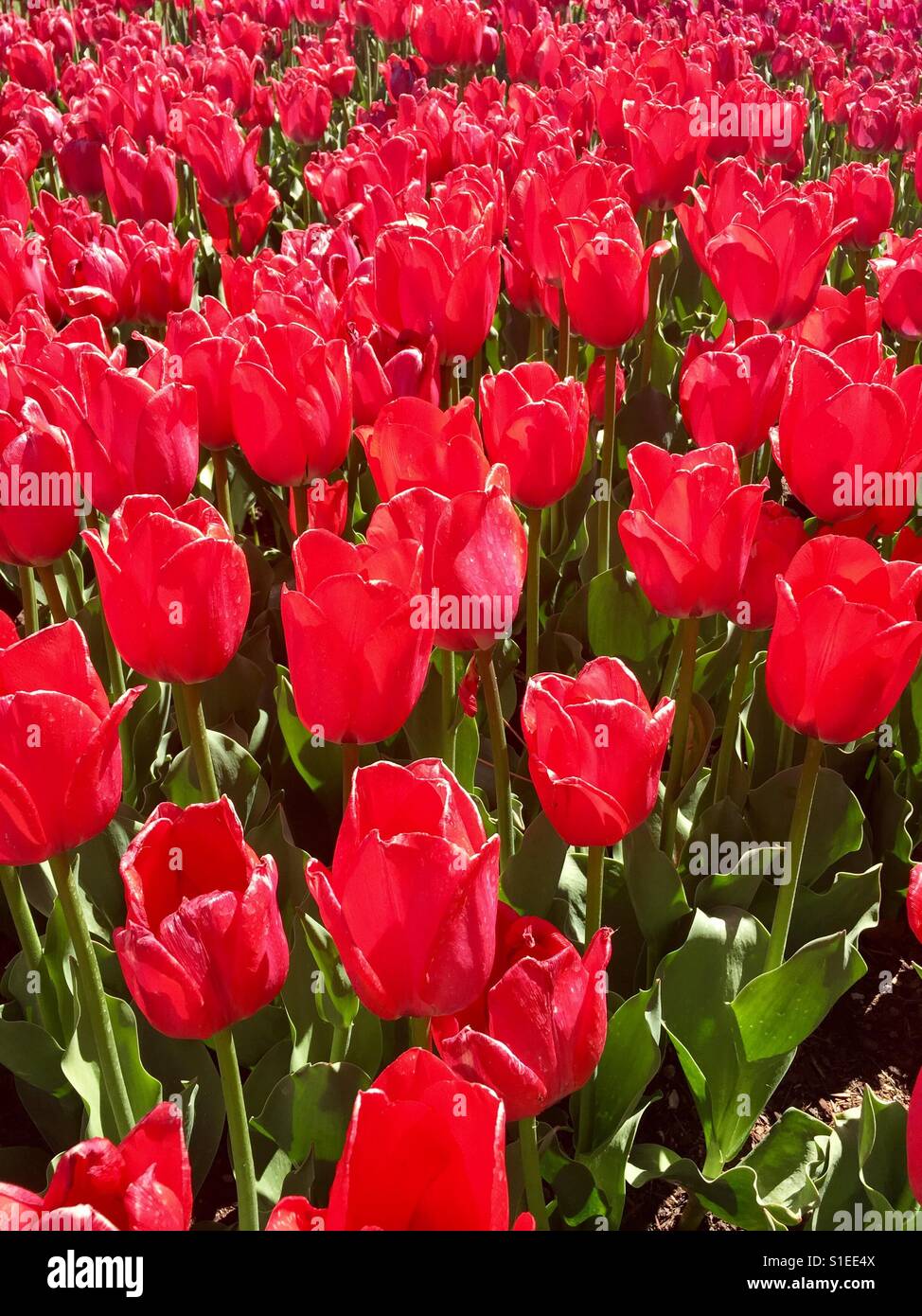 Leuchtend rote Tulpen Stockfoto