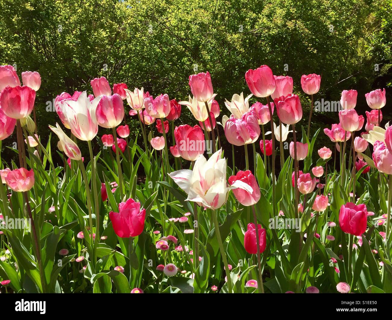 Rosa und weiße Tulpen Stockfoto