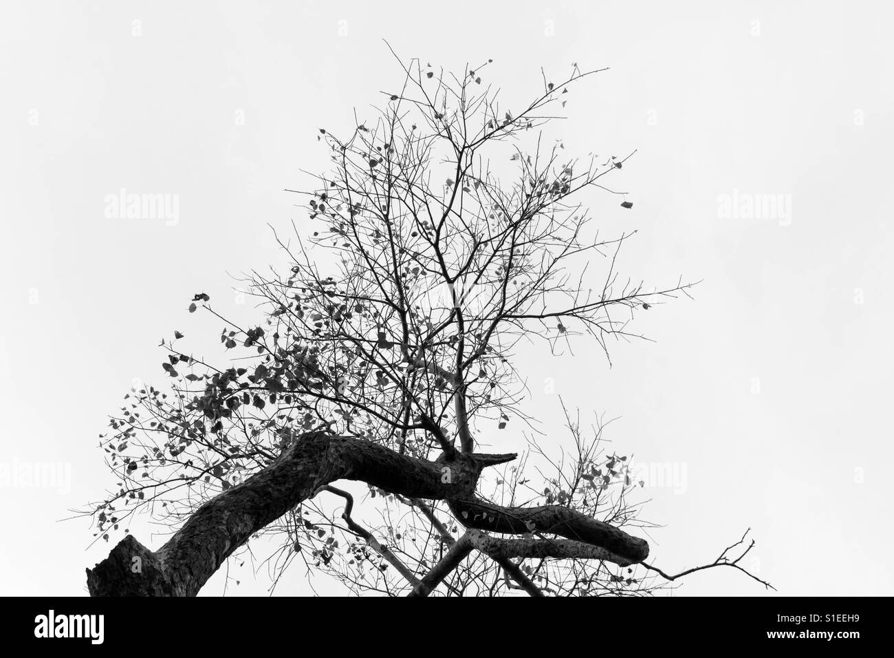 Die getrockneten Bäume gegen den weißen leeren Himmel Stockfoto