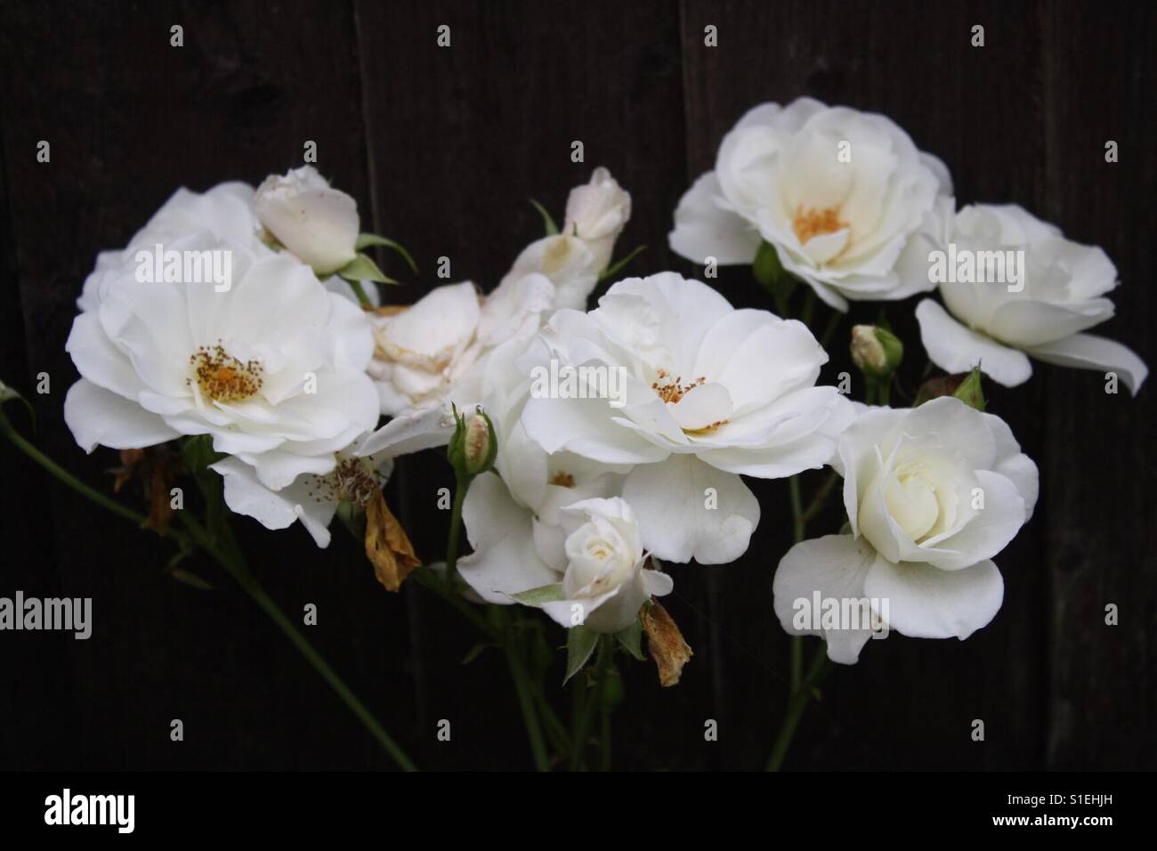 Weiße Blüten - Smartphone-aufgenommenes Stockfoto
