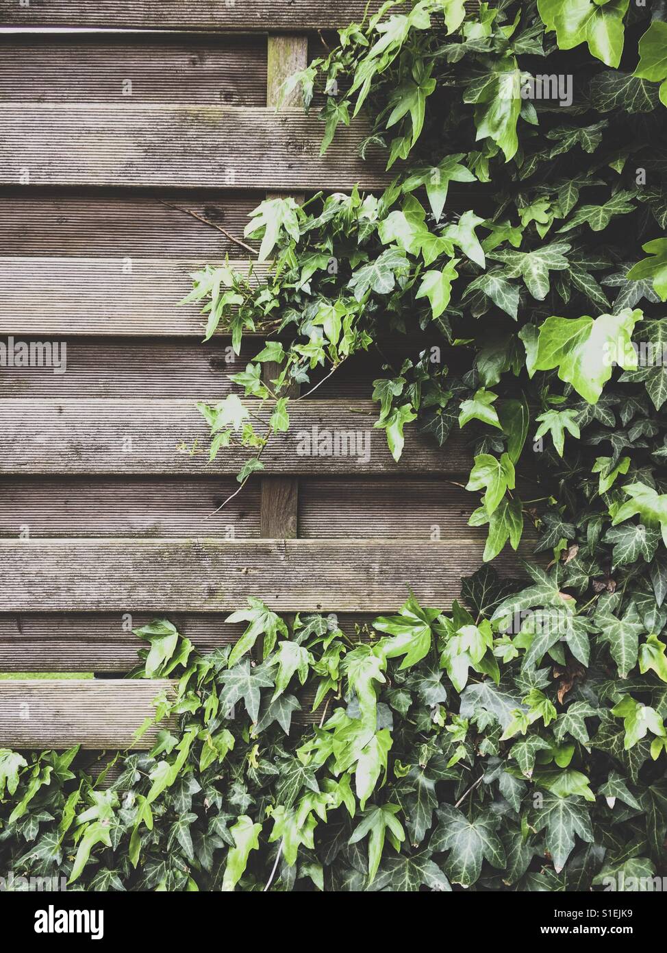 Efeu wächst auf einem Holzzaun in London Stockfoto