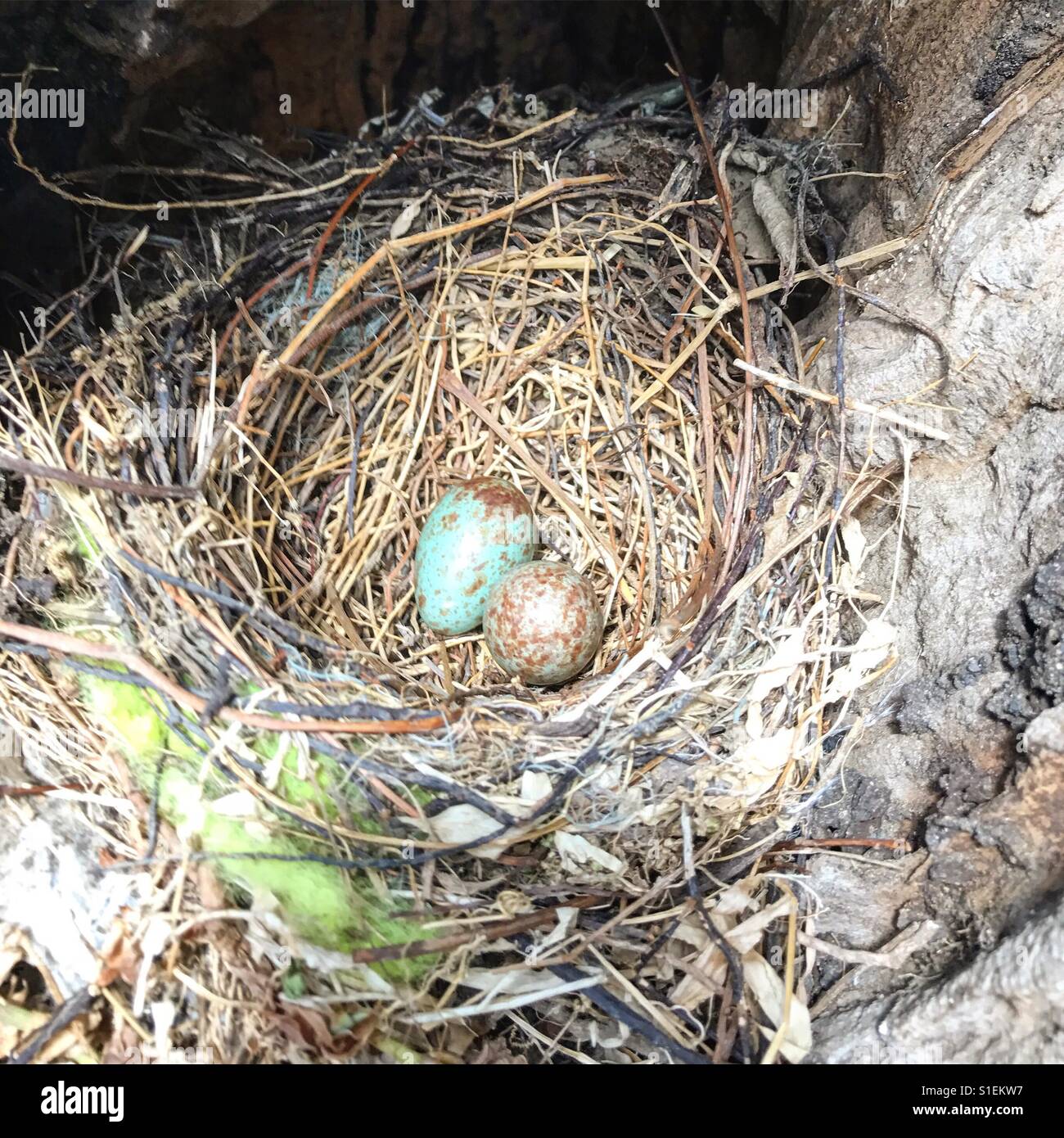 Robins nest mit blauen Eiern Stockfoto