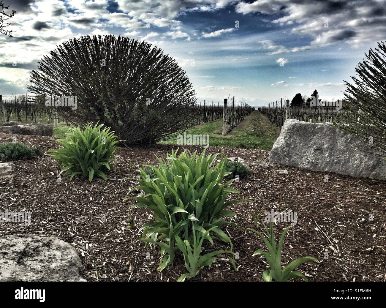 Ontario Wein Land. - Smartphone-aufgenommenes Stockfoto