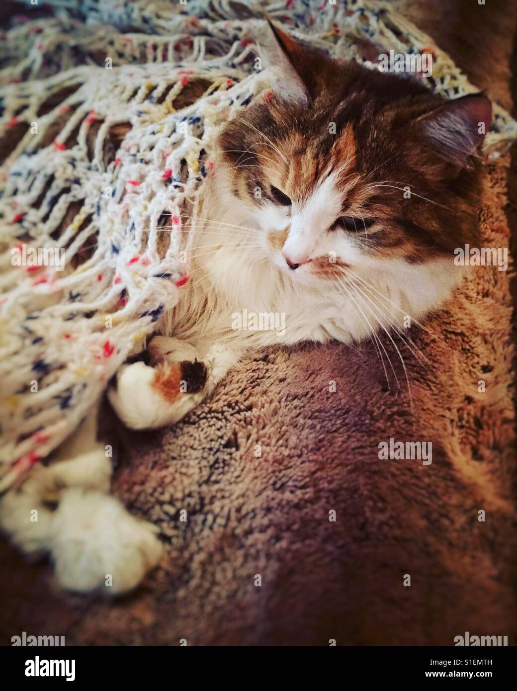 Süße Katze mit einem weißen Tuch bedeckt Stockfoto
