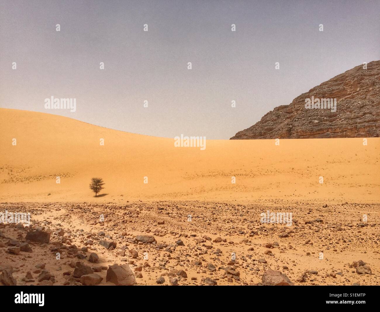 Einsamer Baum in der Wüste Sahara - Smartphone-aufgenommenes Stockfoto