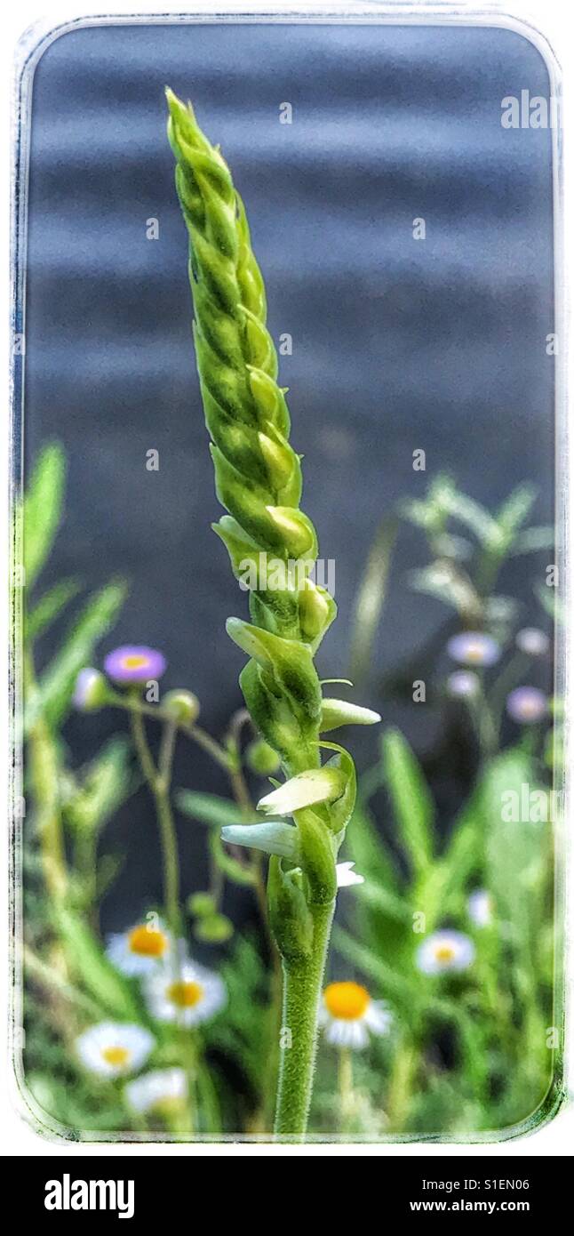 Eine wilde Orchidee bereit, am See, Lady Tresses, Spiranthes Floridana blühen - Smartphone-aufgenommenes Stockfoto
