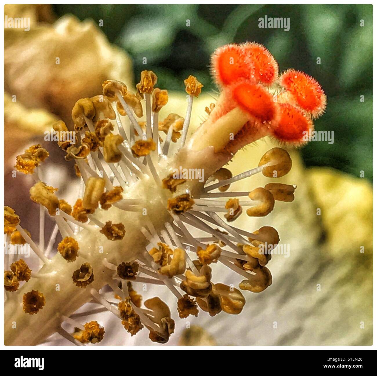 Hibiskus Blume Makro Blütenstempel und Staubgefäße - Smartphone-aufgenommenes Stockfoto