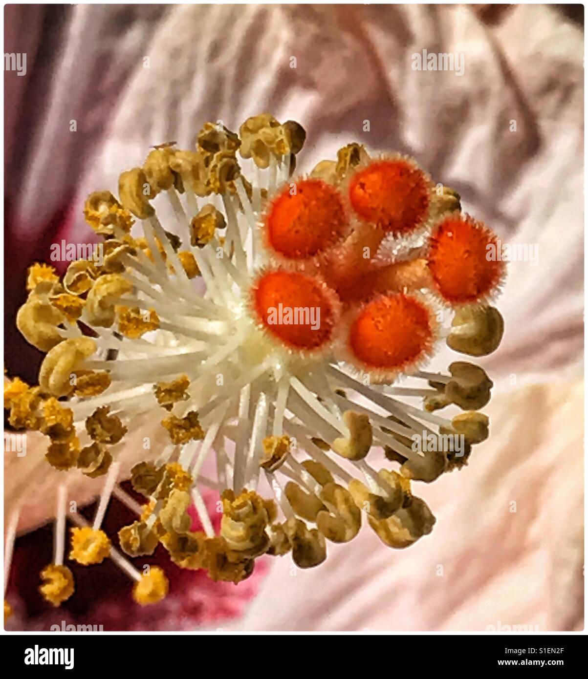 Hibiscus Flower Center Makro - Smartphone-aufgenommenes Stockfoto