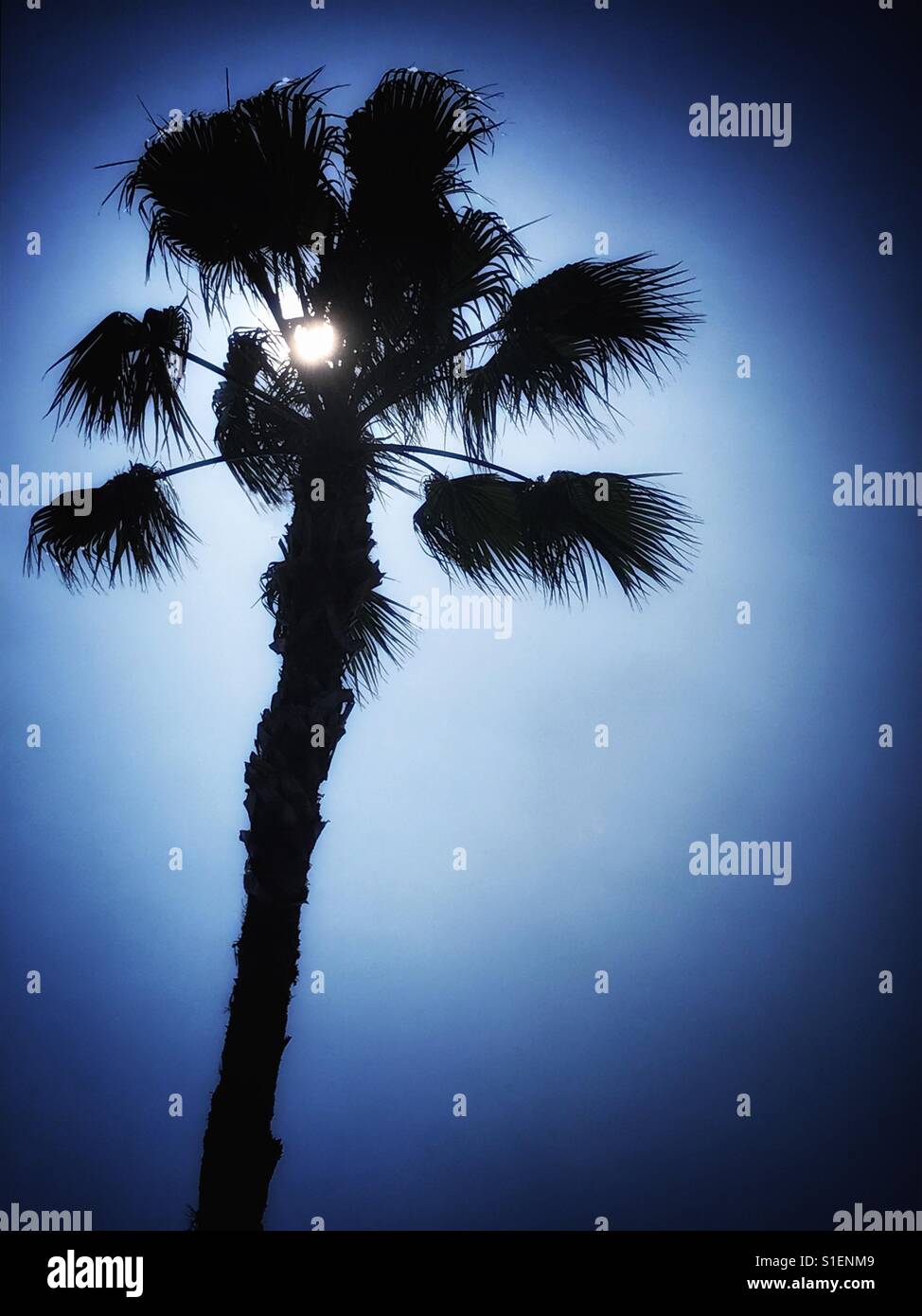 Palme in der silhouette - Smartphone-aufgenommenes Stockfoto