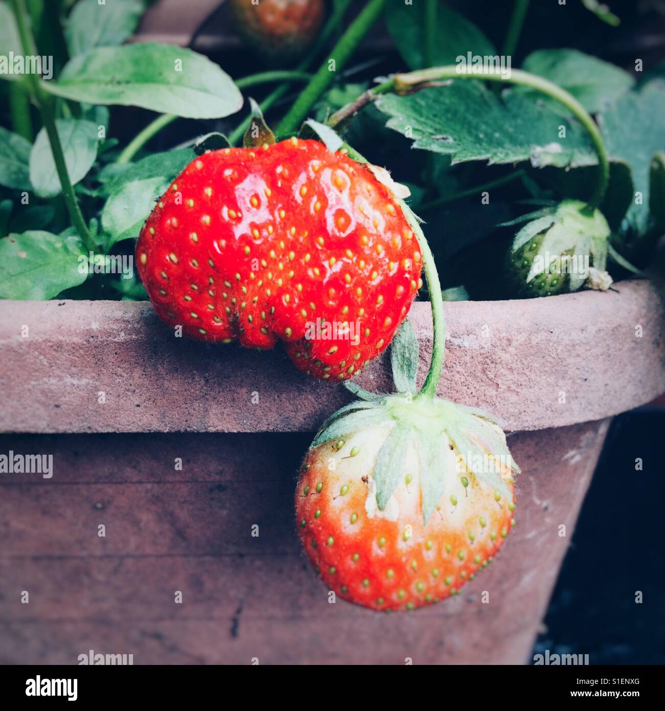 Home Bio-Erdbeeren angebaut - Smartphone-aufgenommenes Stockfoto