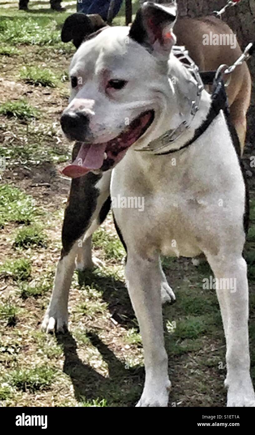 Weißer Hund konzentriert sich auf etwas voraus. Stockfoto