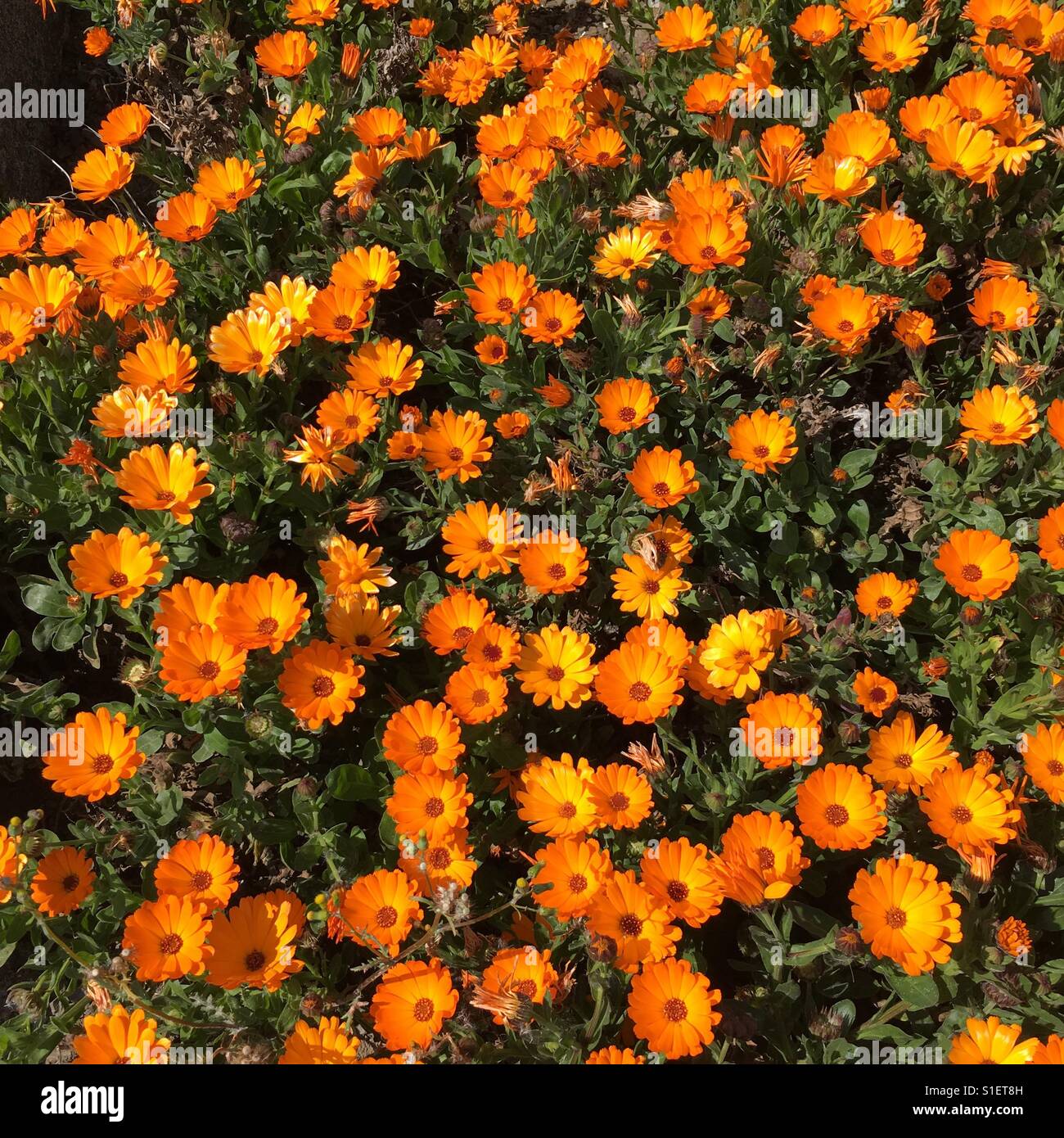 Orange Blumen auf grünem Hintergrund Stockfoto