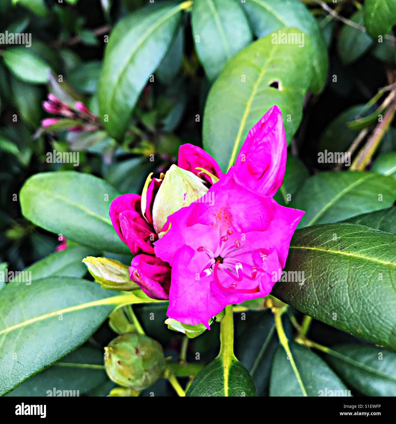 Rosa Platzen der Blume Stockfoto