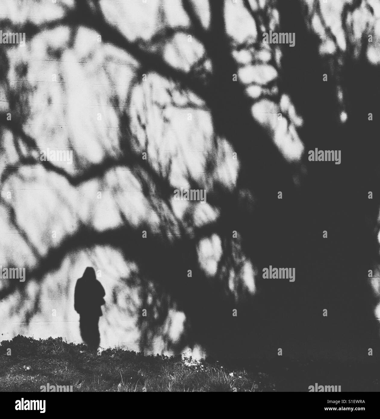 Geheimnisvolle Schatten der Figur an Wand unter dem Schatten eines Baumes Stockfoto
