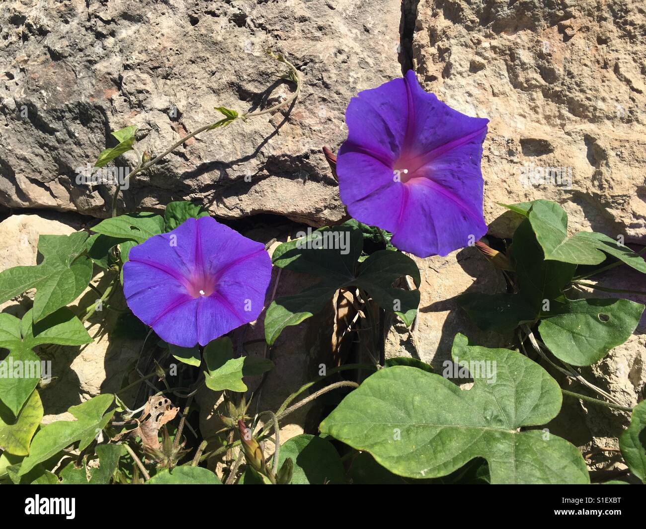 Morning Glory lila Blumen gegen Felswand - Smartphone-aufgenommenes Stockfoto
