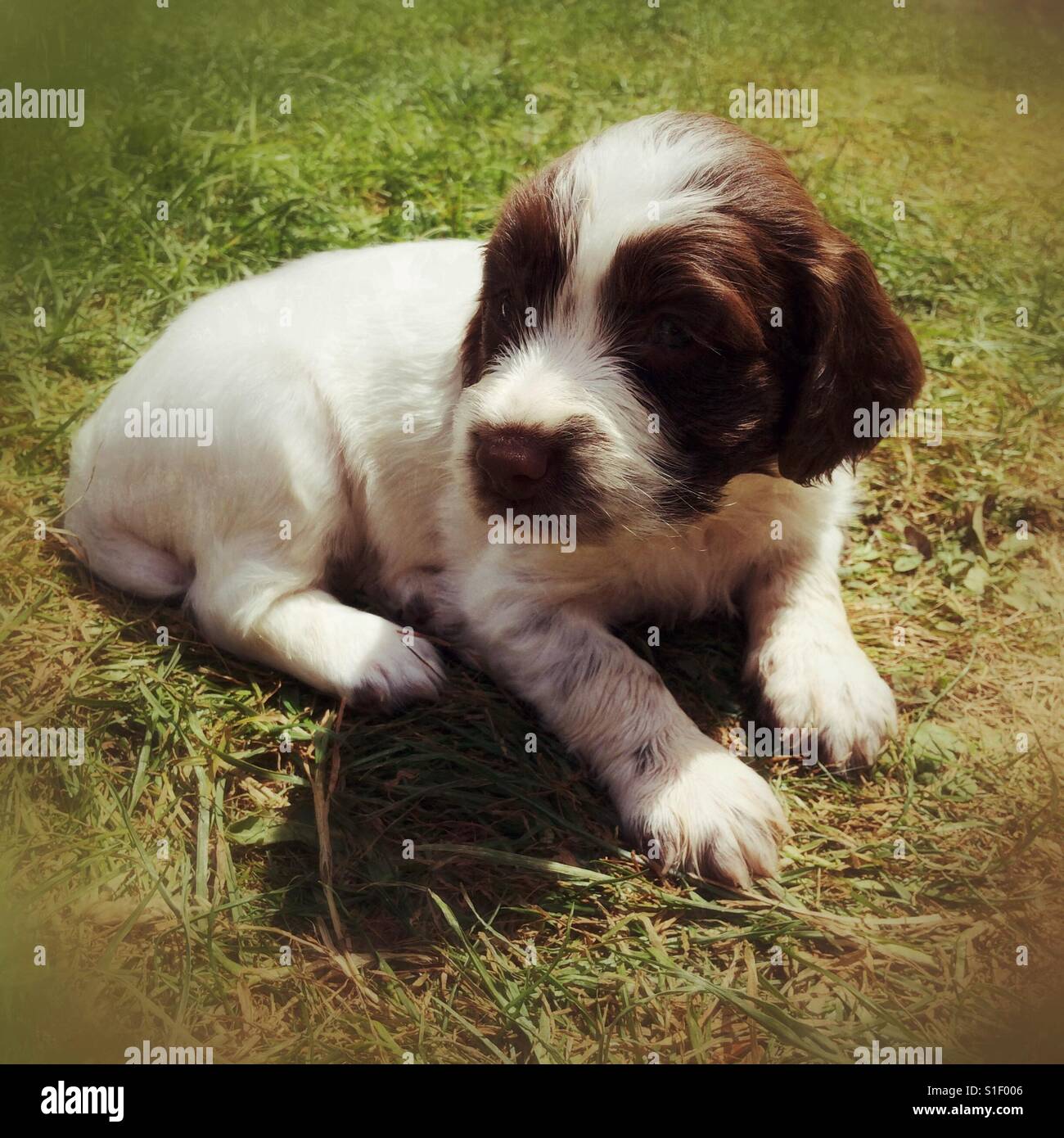 Fünf Wochen alten englischen Frühling Spaniel Welpen. - Smartphone-aufgenommenes Stockfoto