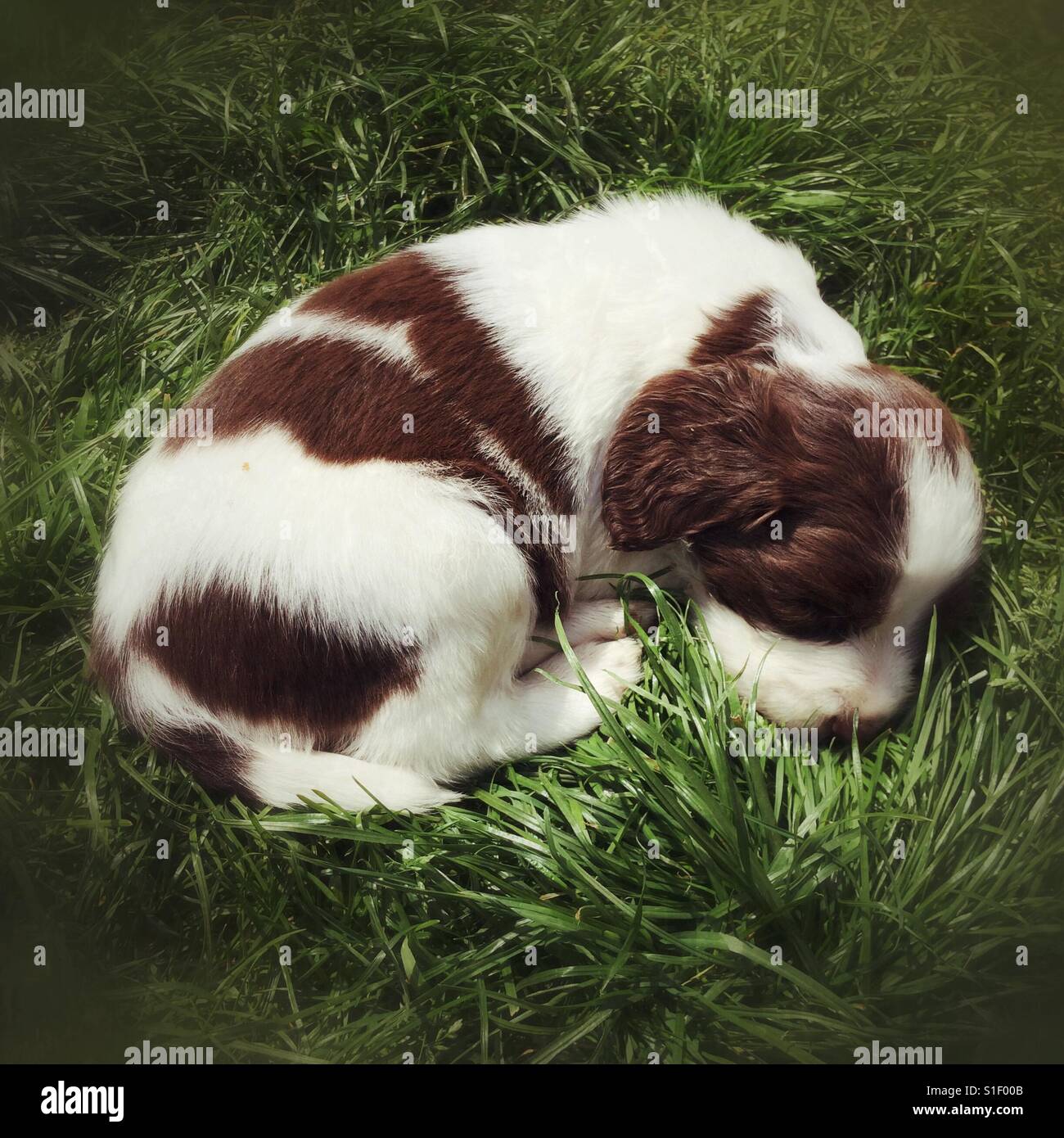 Fünf Wochen alten englischen Frühling Spaniel Welpen. Stockfoto