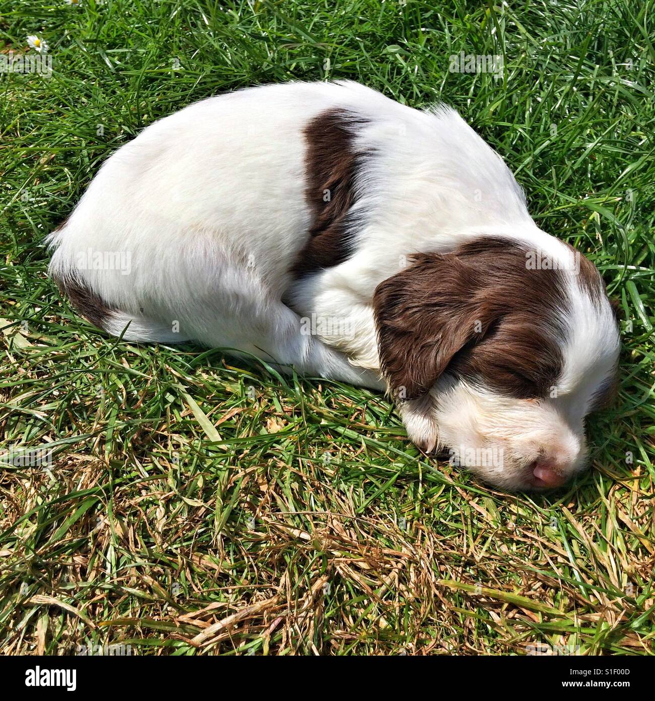 Fünf Wochen alten Springer Spaniel Welpe Hund schlafen auf dem Rasen. - Smartphone-aufgenommenes Stockfoto