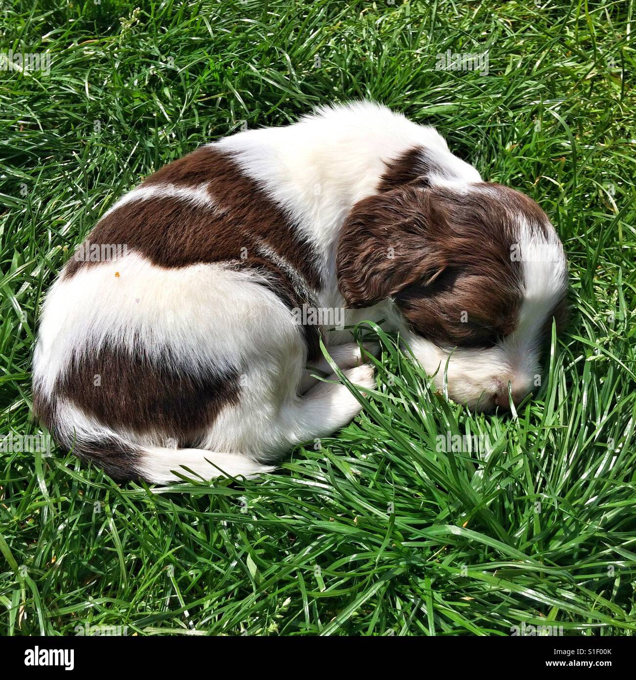 Springer Spaniel Welpen schlafen auf dem Rasen. Stockfoto