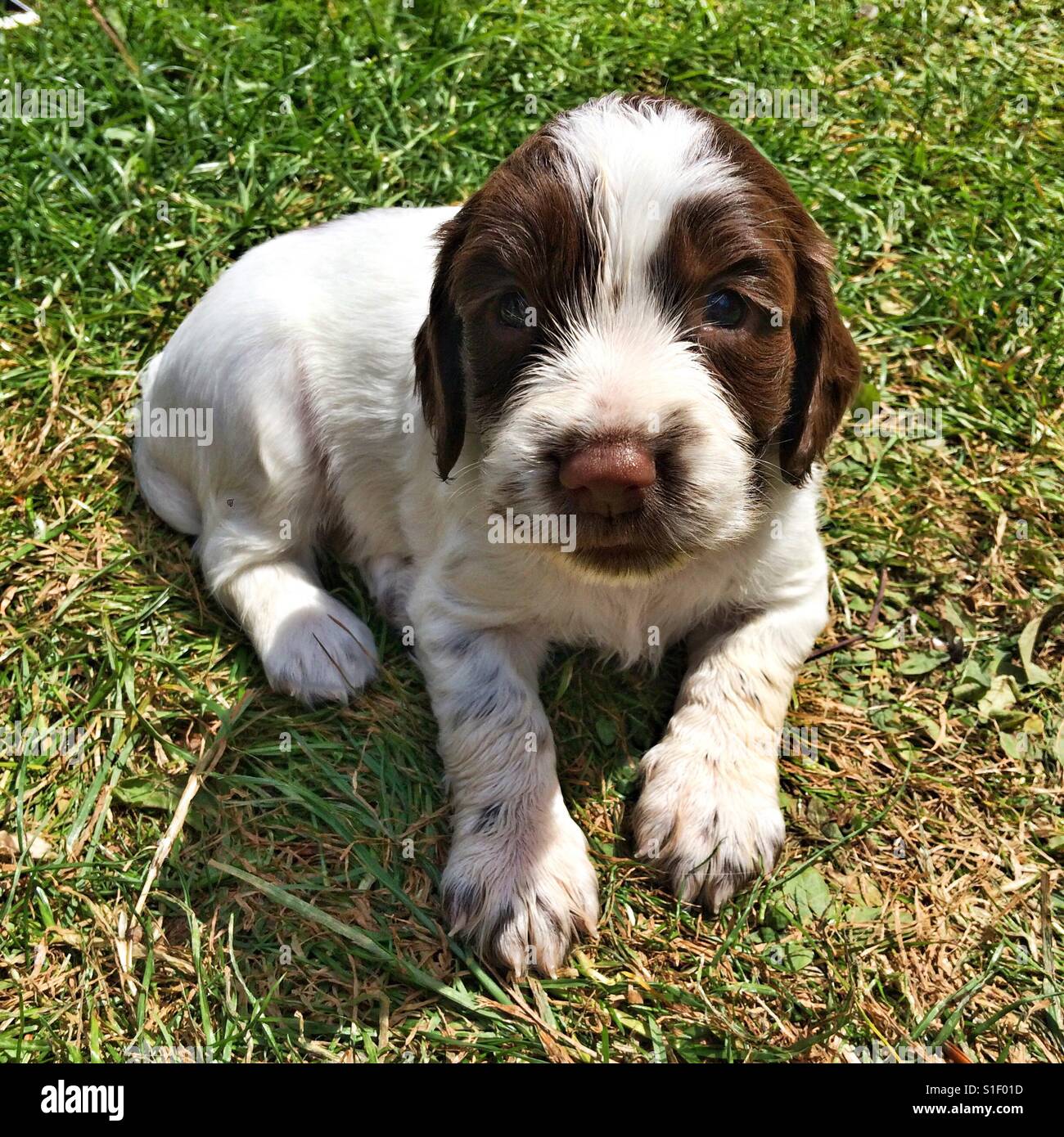 Fünf Wochen alten Springer Spaniel Welpe draußen auf dem Rasen - Smartphone-aufgenommenes Stockfoto