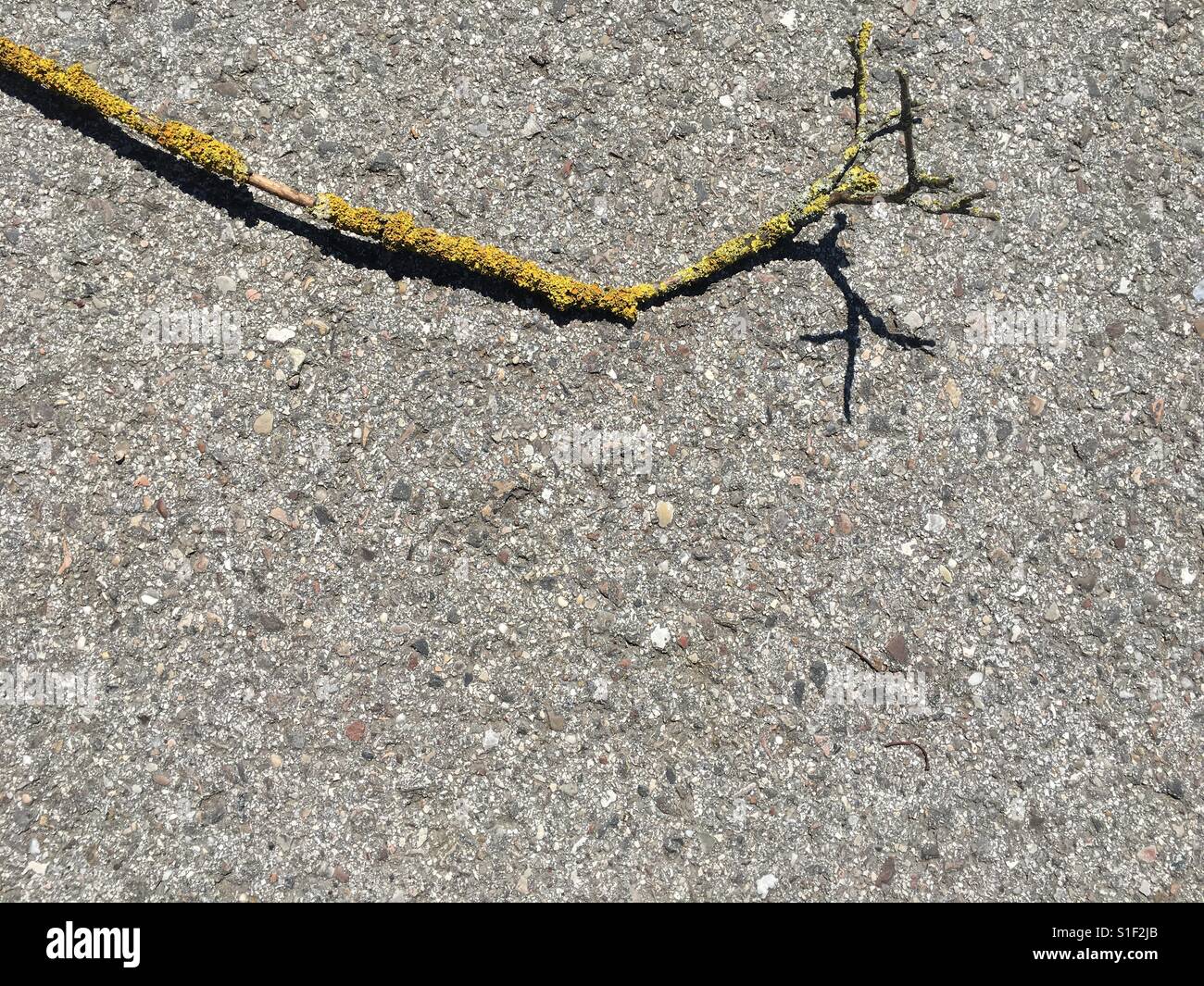 Zweig mit gelbe Pilze auf grauem Hintergrund Stockfoto