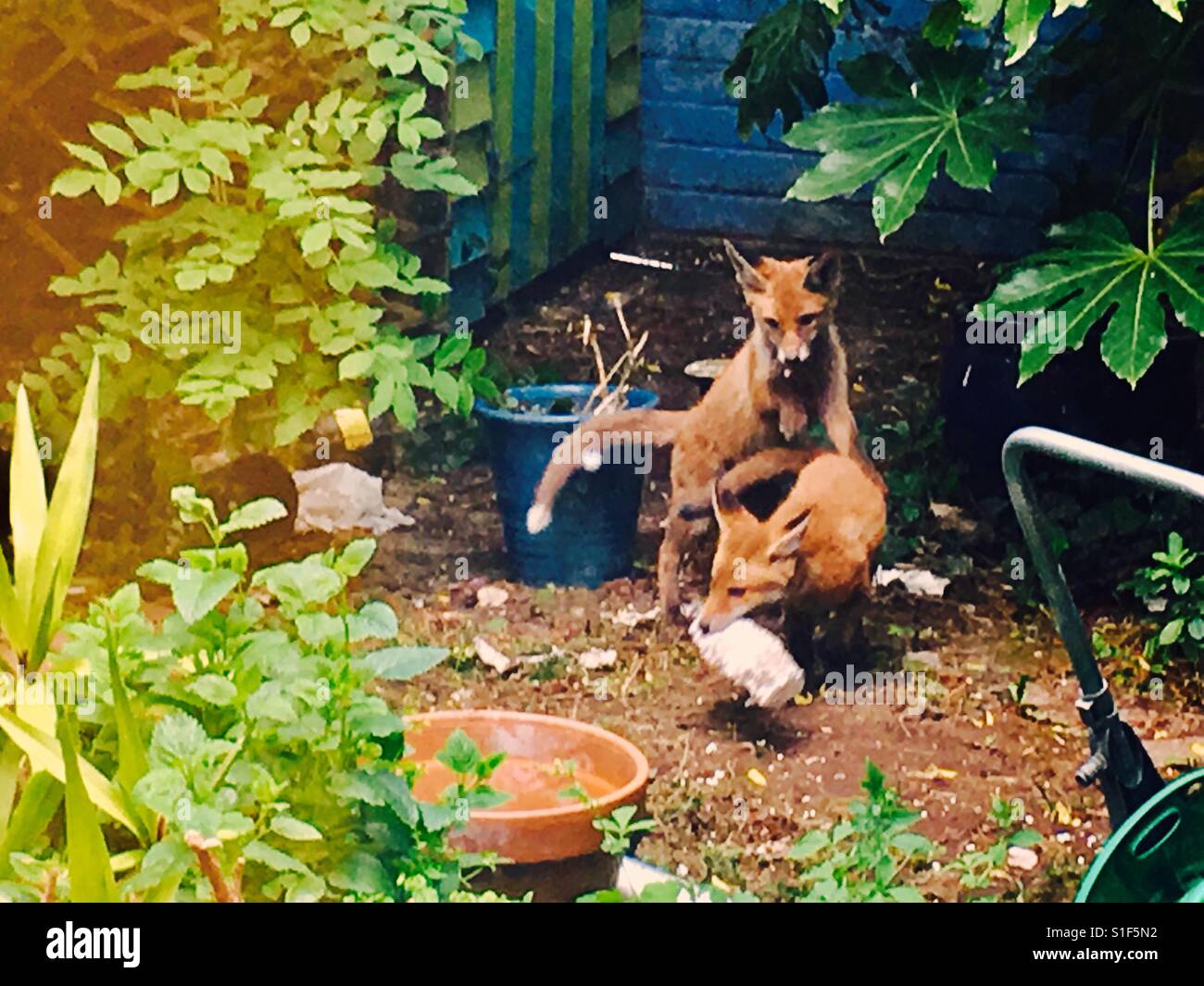 Zwei Baby Füchse spielen in einem Garten in London Stockfoto