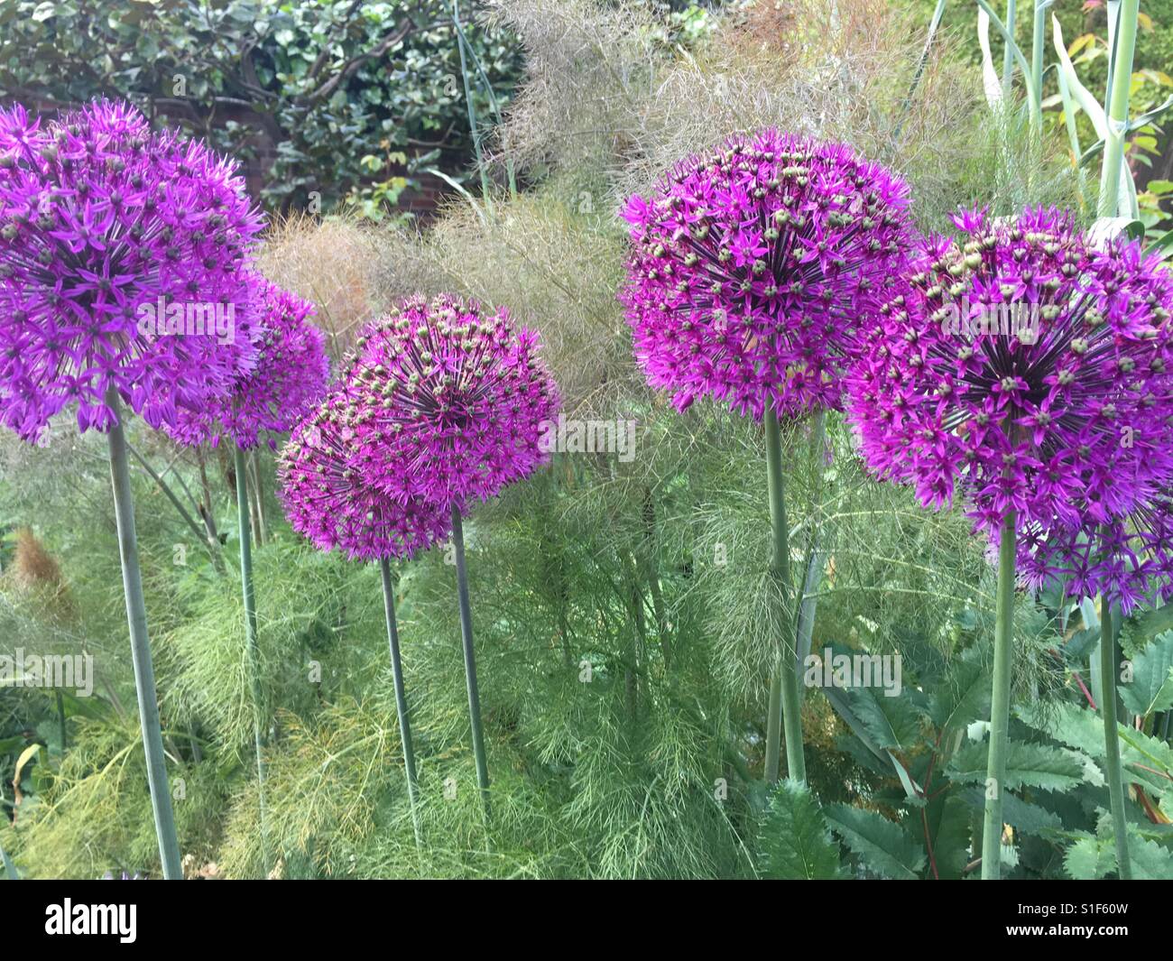 Lila Allium in grün Frühlingsgarten - Smartphone-aufgenommenes Stockfoto