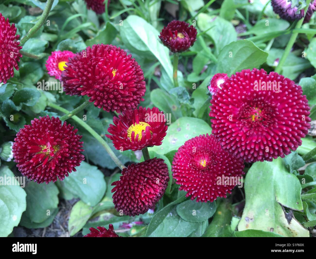Kleine rote Blüten mit gelber Mitte Stockfoto