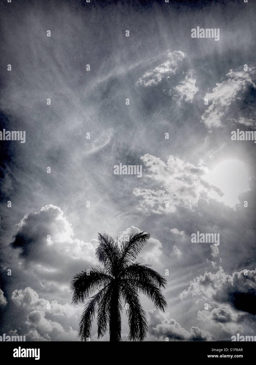 Palm Tree und blauer Himmel Stockfoto