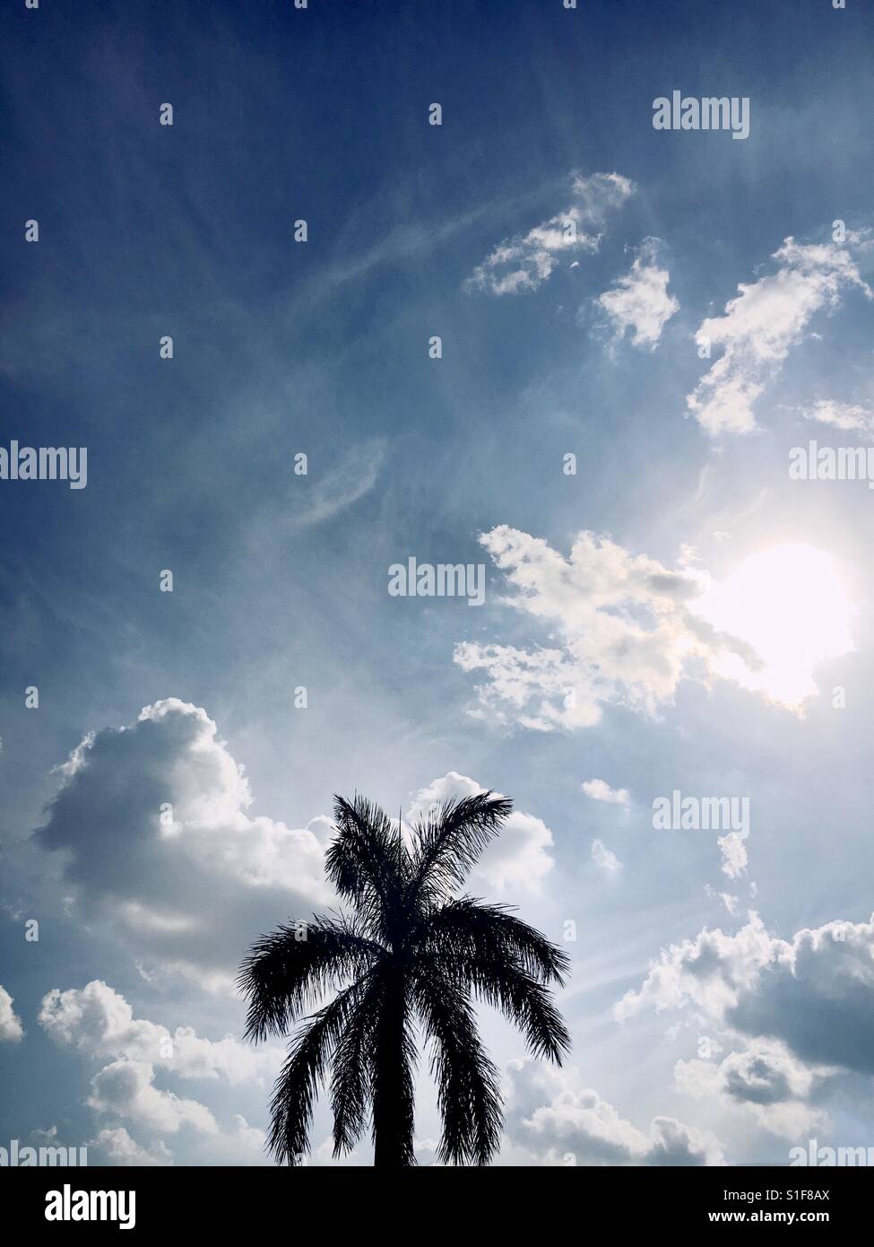Palm Tree und blauer Himmel Stockfoto