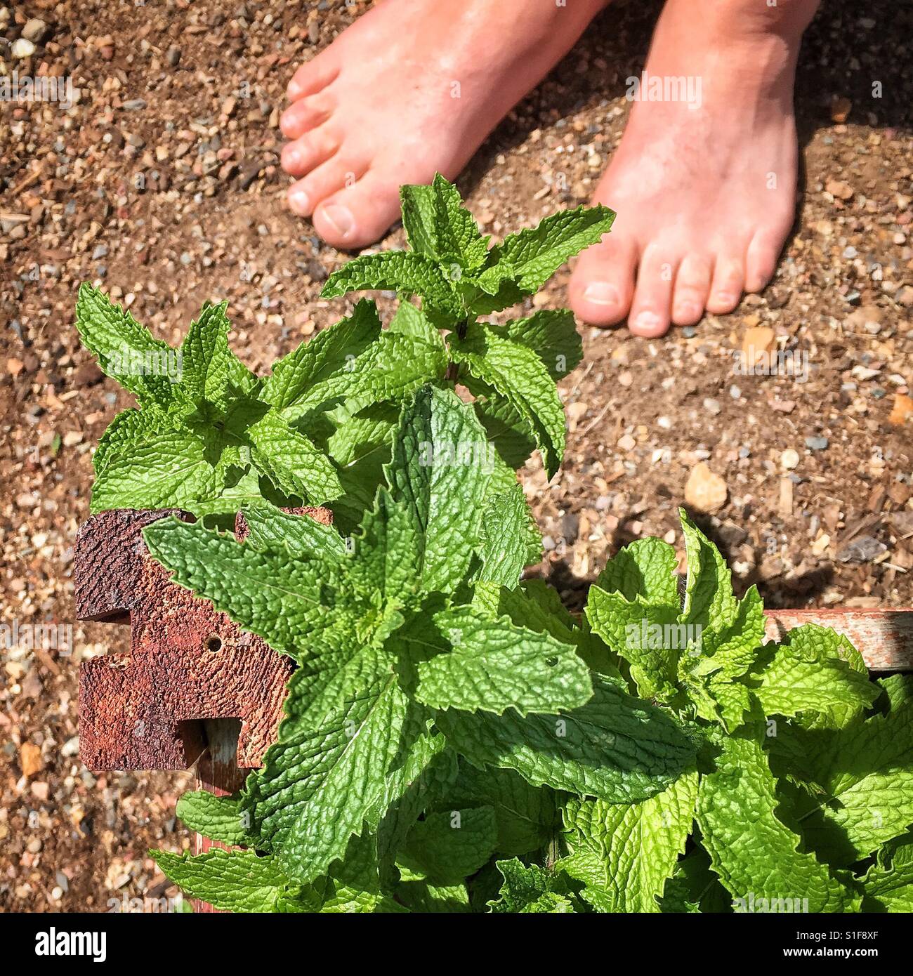 Frische Minze im Garten mit nackten Füßen. Stockfoto