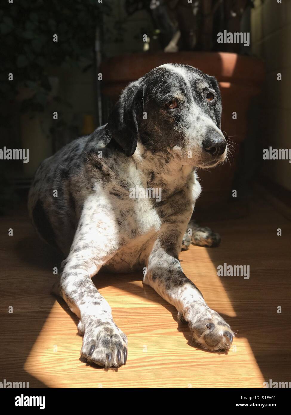 Hund zum Sonnenbaden Stockfoto