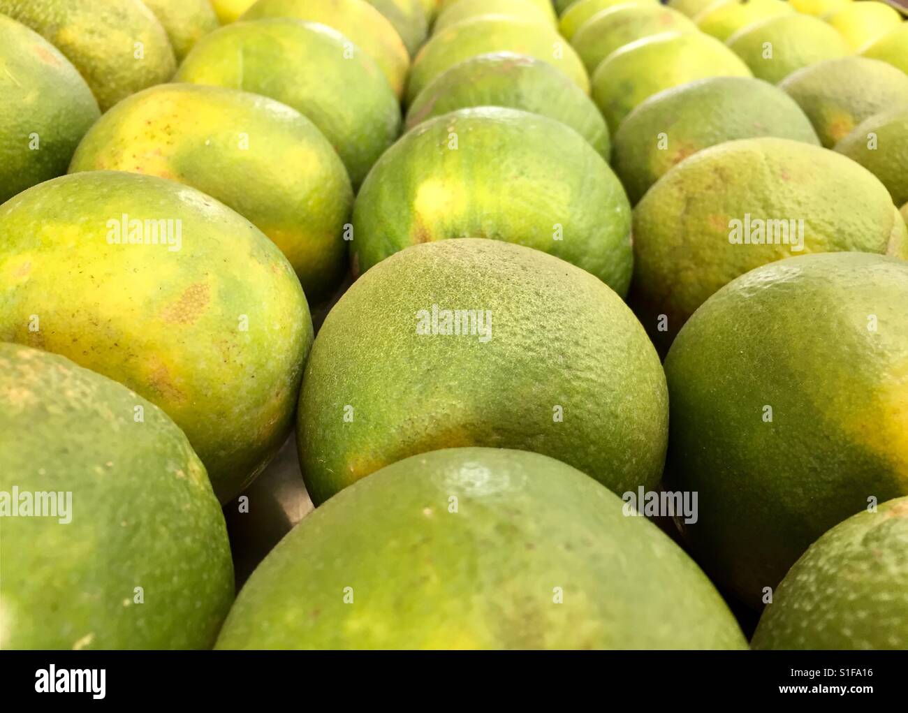 Süße Zitrone Stockfoto