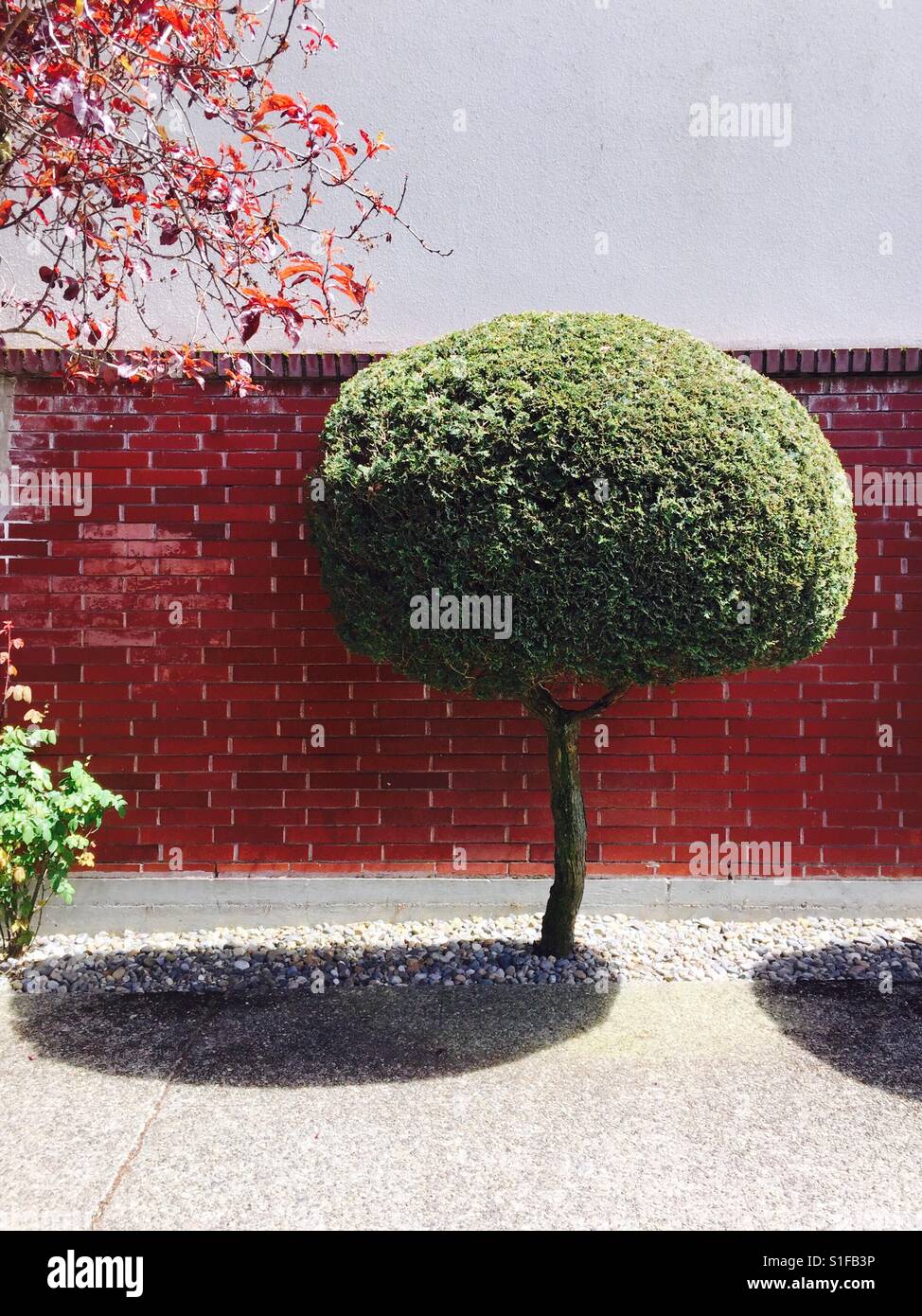 Getrimmte runden Formschnitt Baum vor einer glänzenden roten Backsteinmauer Stockfoto