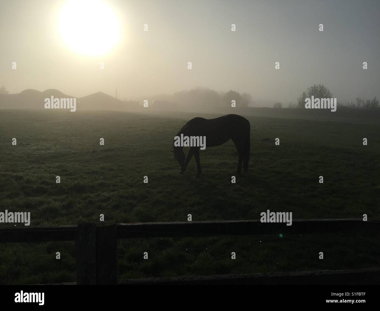 Ein Pferd weidet in einem Nebel bedeckt Oxfordshire Feld. Die helle Sonne im Hintergrund. - Smartphone-aufgenommenes Stockfoto