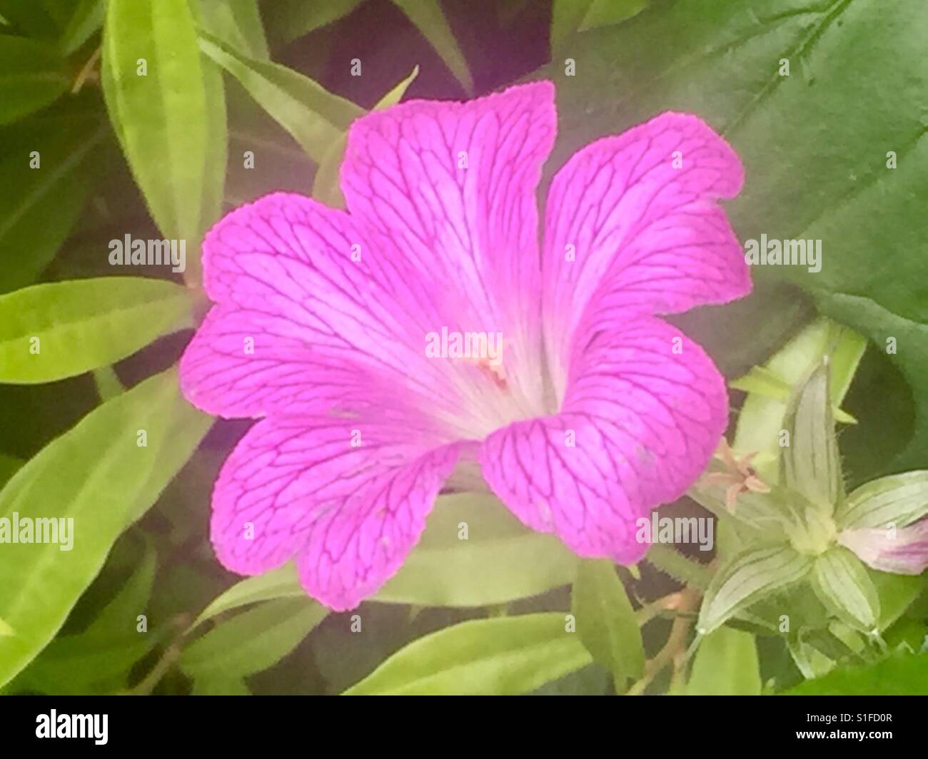 Rosa Blume für die Liebe... Cornwall Mai 2017. Grüne Blätter und perfekt rosa Schönheit zeigt seine Lebensenergie. Stockfoto
