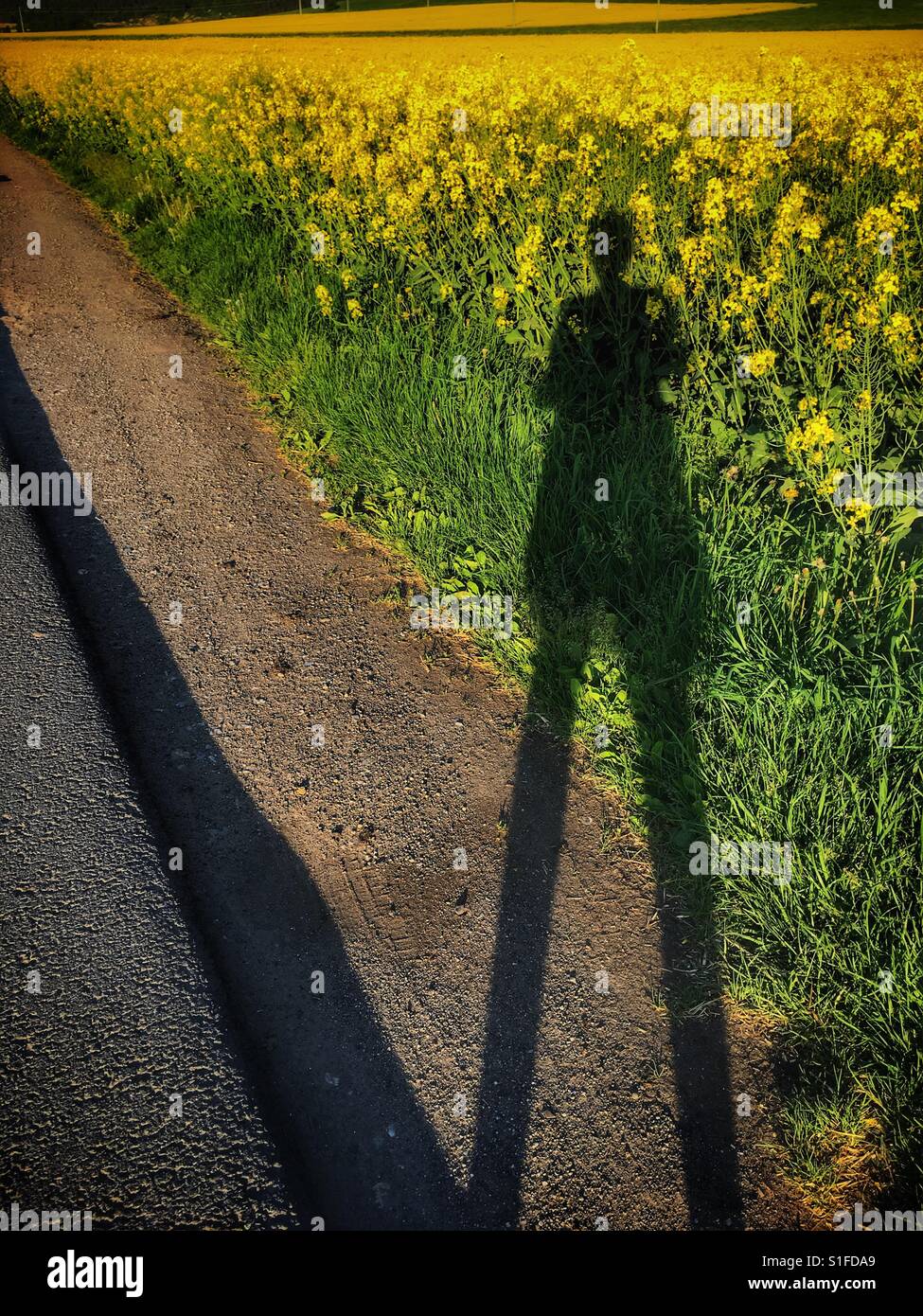 Schatten einer Frau auf einem gelben Raps Feld Stockfoto